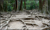 京都の観光・旅行−木の根道−