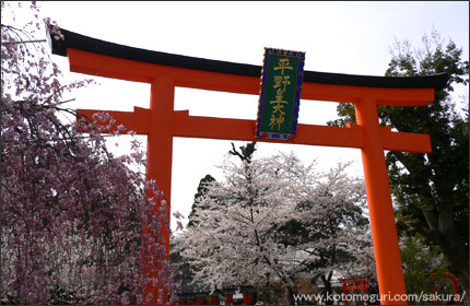 平野神社 京都 桜の名所
