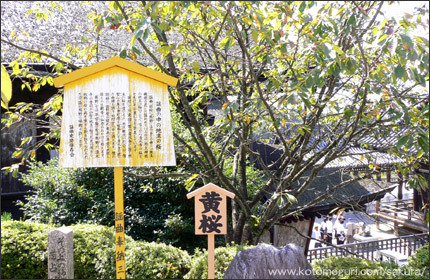 地主神社 京都 桜の名所