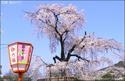 円山公園 京都 桜の名所