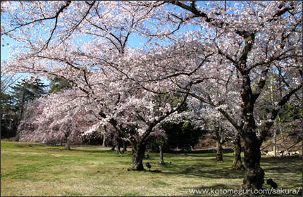 二条城 京都 桜の名所
