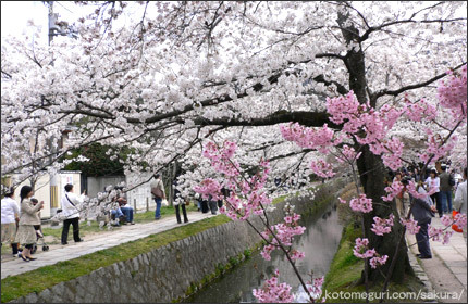 哲学の道 京都 桜の名所