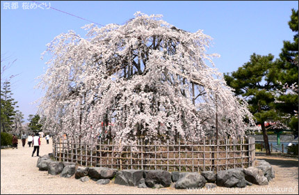 宇治周辺 京都 桜の名所