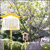 地主神社の「地主桜」