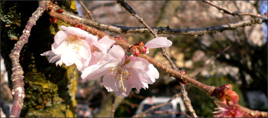 妙蓮寺の「御会式桜」