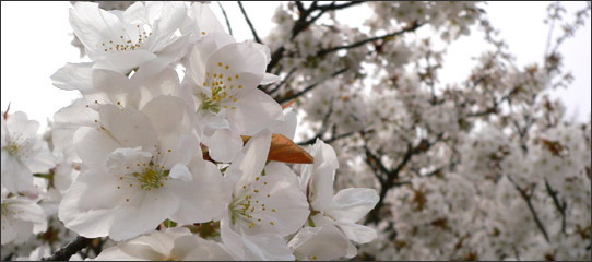 仁和寺の「御室桜」