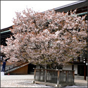 京都御所の「左近の桜」