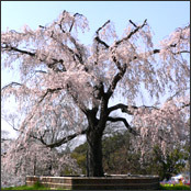 円山公園の「枝垂桜」