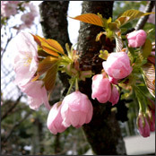 平野神社 「平野の夜桜」